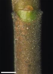 Veronica leiophylla. Minutely pubescent branchlet. Scale = 1 mm.
 Image: W.M. Malcolm © Te Papa CC-BY-NC 3.0 NZ